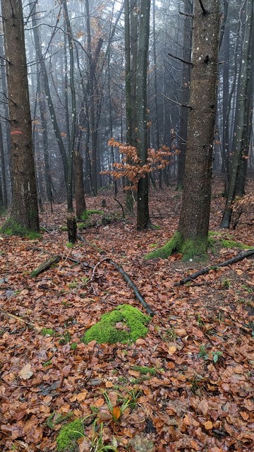 A bright-ish patch of moss in an otherwise gloomy, brown forest