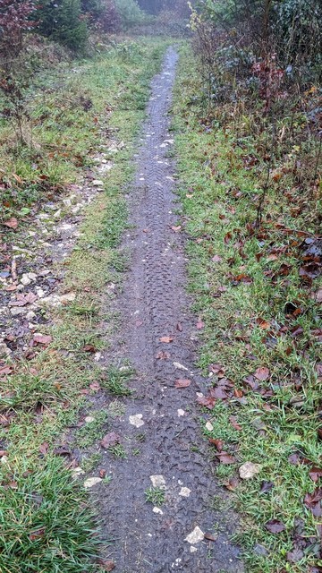 A muddy path with fat bike tracks. Green grass on both sides.