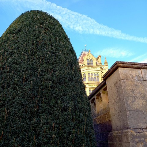 Yew topiary with Tyntesfield House and Cotswold/Bath stone wall
