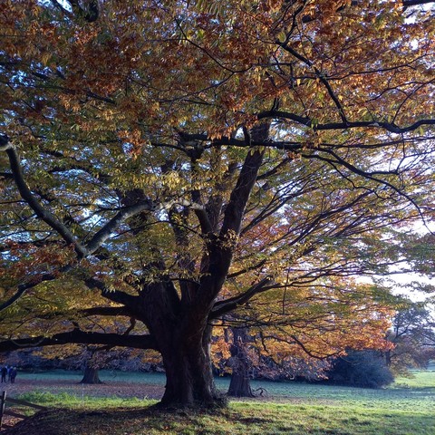 Ancient Zelkova serrata backlit by late afternoon sunshine at Tyntesfield