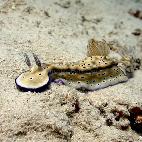 2 nudibranches during a dive with Terumbu Divers in Gili - Lombok, Indonesia