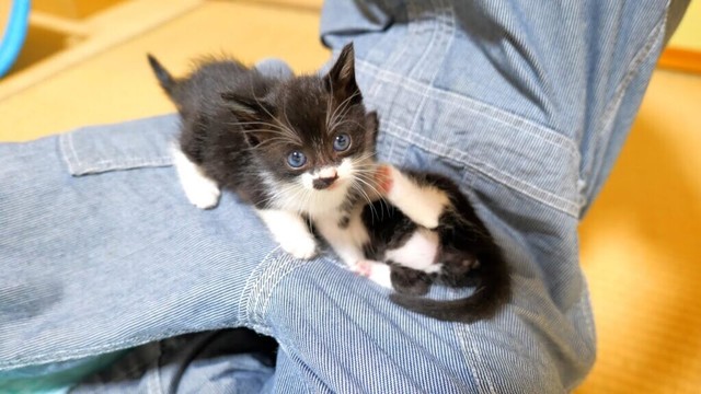 膝の上で遊ぶ仲良し子猫姉妹💕【道路のずぶ濡れ子猫保護3日目】