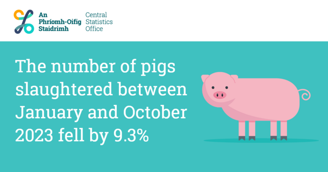 An infographic with a pig that has the text "The number of pigs slaughtered between January and October 2023 fell by 9.3%"