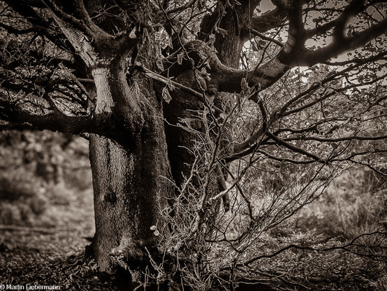 Monochrome photography of the trunk of a thick oak tree. The image shows two trunks growing in close proximity and some of their lower branches. In bright constrast against the trunks, a jumble of thin twigs grows frows on the right side.