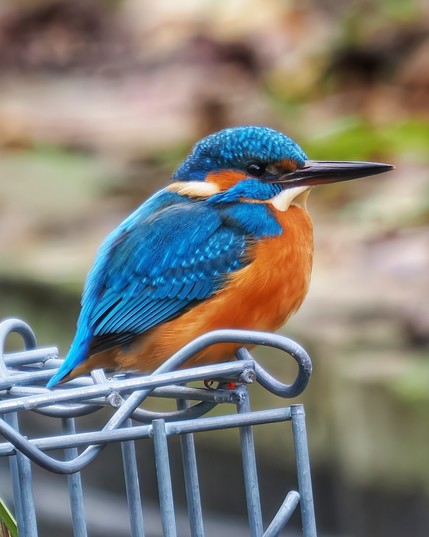 Eisvogel sitzt auf einem Gitter und schaut nach rechts. Satte blaue und orangene Farben.