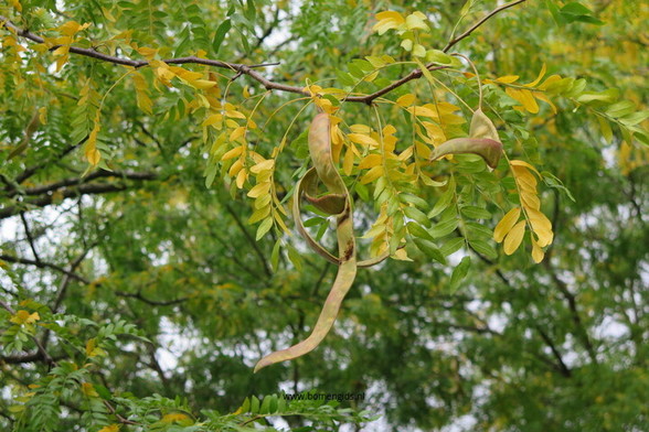 Photo of treespecies Gleditsia triacanthos : Category is vruchtjong