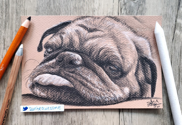 A photo of a charcoal drawing of a pug (dog), whose face is squished up as his head is laying on a surface, and his tongue is sticking out. Charcoal tools surround the artwork.