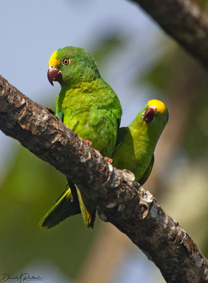 Two lime-green birds with yellow foreheads and plum-colored beaks, sitting together on a branch