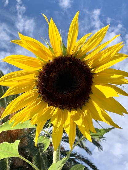 Vivid yellow sunflower on lightly clouded blue sky. Two bees forage on the brown center. Itâ€™s a deep breath of fresh air, this image.