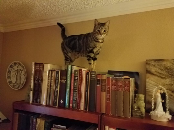 a handsome tabby cat, tail nearly hitting the ceiling, stands majestically on a row of slipcased books which themselves sit on top of a large bookcase.