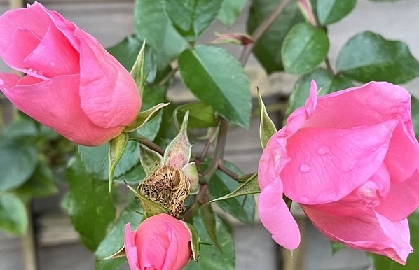 A close up of three pink rose buds, at different stages of opening, against a background of green rose leaves, trellis and the Cesar wood wall of the writing hut. There is a spent flower in the centre with a bunch of stringy brown filaments. Photo taken today