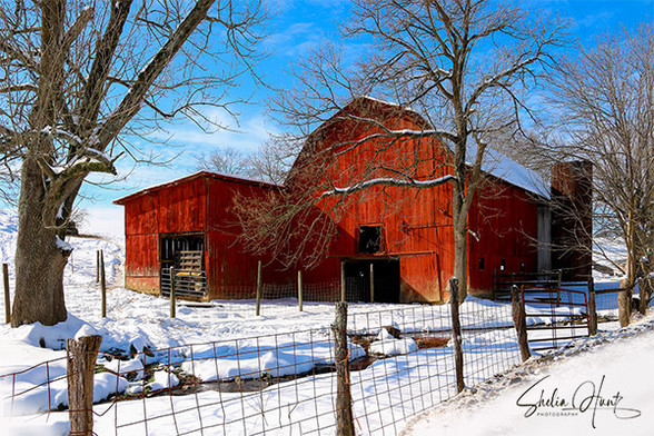Beautiful red barn is showcased against a white blanket of snow with a brilliant blue sky background in Southwest Virginia. Beautiful for the Holidays! From the Fine Art Gallery of Shelia Hunt