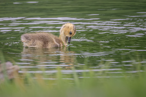 Image of a Canada goose gosling with water plants and algae draped across its neck and head and swimming in brown-green water with out of focus grass in the foreground. Canada geese goslings have light brown and yellow body and head feathers, longs necks, dark eyes, black bills, and black legs and webbed feet.