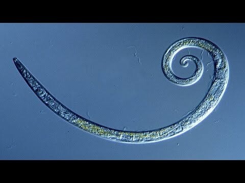 Siberian Worms Frozen For 42,000 Years Brought To Life. Once the worms were sufficiently thawed, they began moving and eating. Some are found living 0.8 miles (1.3 kilometers) below Earth’s surface, deeper than any other multicellular animal.