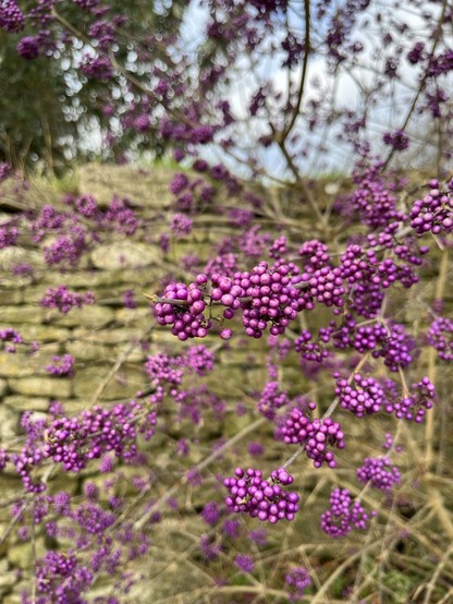 Purple berries on bare stems against a Cotswold stone wall.