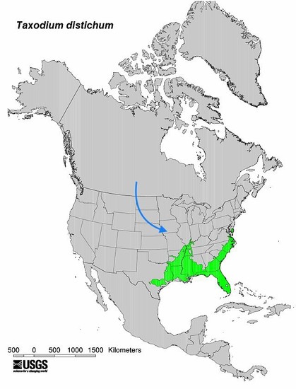 A map of North America. The green area shows native range. Blue arrow marks the location of my little bald cypress grove.
