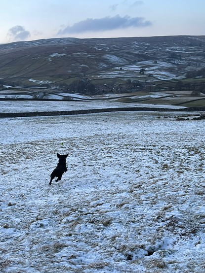 A black dog running across a snow covered field.