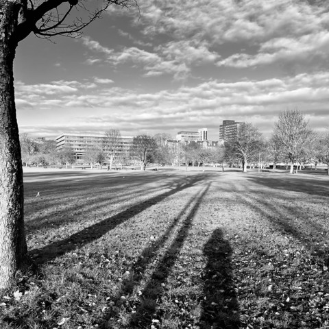 Square monochrome photo. Looking across the meadows, long shadows of trees stretching across the grass. The right side is framed by a tree trunk, buildings are just visible behind more trees in the distance.