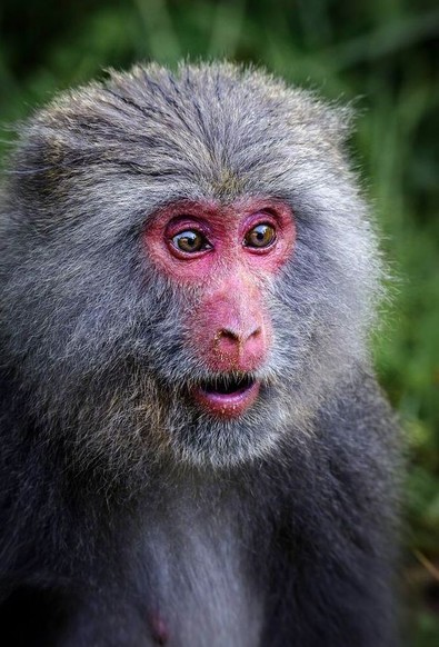 red-faced snow monkey with grey fur, with a stunned look on its face