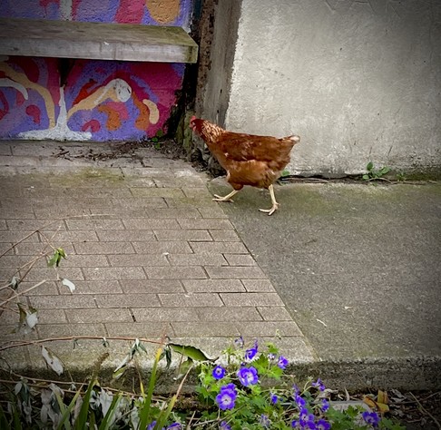 A hen walking casually walking down the street in Stoneybatter in Dunlin, Ireland.