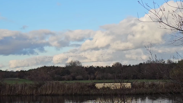 Geese arriving in numbers at a nature reserve in Milton Keynes