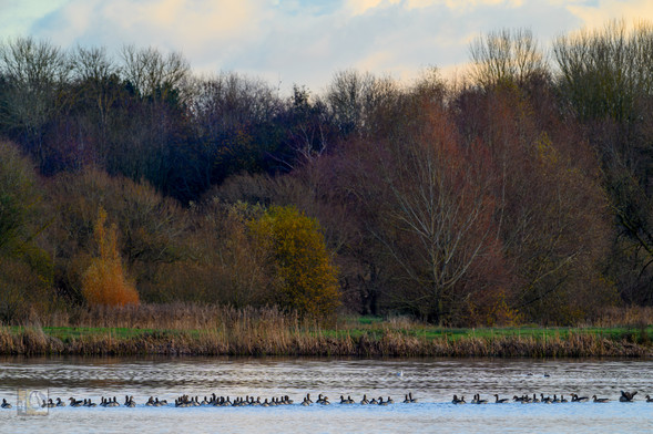 Many Geese in a line on a lake in front of autumnal trees