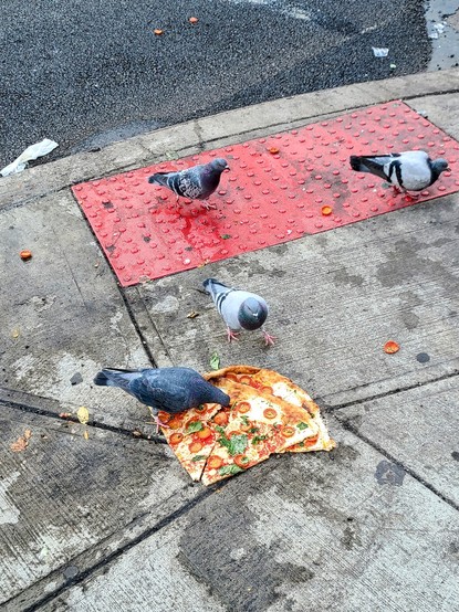 Pigeons enjoying a slice of pizza