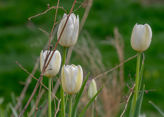 Image of a group of five tulip flowers with the two in front in focus and the three behind out of focus. This variety of tulip has nearly white petal fringes with pale yellow-green striations down the center. There are brown stems and sticks from other plants intermixed with the tulips and the background is dark, out of focus foliage.