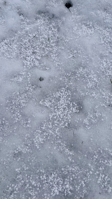 A curious snow today that looks like tiny bright white balls of styrofoam that bounce when they land on the hard snow and ice.