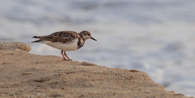 A Ruddy Turnstone, in profile, by the sea.