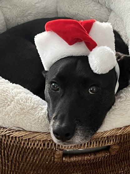A medium sized black dog curled up in his bed, wearing a Santa hat and looking forlornly into the camera.