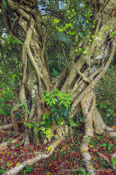 Vertical photo showing a fig tree. Two main trunks are overgrown with multiple additions shoots going into the earth.
