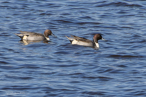 "Northern Pintails are elegant, long-necked ducks with a slender profile. The tail is long and pointed, but it is much longer and more prominent on breeding males than on females and nonbreeding males. In flight, the wings are long and narrow. Breeding male Northern Pintails stand out with a gleaming white breast and a white line down their chocolate brown head and neck. Females and males that are molting (eclipse plumage) are mottled in browns and whites with an unmarked pale tan face and a dark bill. In flight, males flash a green speculum (the inner wing feathers or secondaries) and females flash a bronzy speculum." [AllAboutBirds]