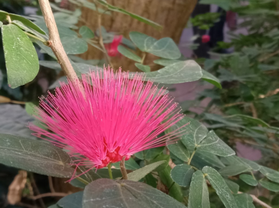 a fuzzy looking magenta flower with many tendrils with foliage in the background