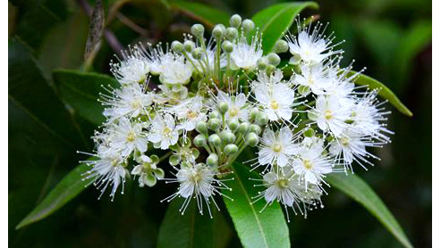 Lemon Myrtle [Backhousia citriodora]

One of the most popular Australian native herbs, Lemon Myrtle’s tangy leaves can be used in teas, syrups, glazes, cakes, biscuits, dressings, sauces, ice creams, dips and any protein dish. As a dried and crushed herb, it takes fresh seafood to the next level. This subtropical rainforest tree also attracts bees & insects. The essential oil distilled from its refreshing lemony scented leaves has antifungal and antibacterial properties.

From the centre of a clump of elongated glossy green oval leaves, a cluster of white fluffy flowers with pale yellow centres presents itself like a bouquet.
