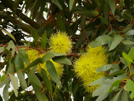 Scented Gum [Eucalyptus olivacea - Summer Scentsation]

A hardy compact flowering gum tree with silver-grey foliage and fluffy yellow flowers, which produces a spectacular summer display from Christmas to early autumn. Their blossoms are rich in nectar and together with their alluring fragrance, attract native wildlife, including wild birds and pollinators. The flowers are also useful as a long-lasting cut flower for the home. 

Large frothy yellow flowers peak out from between grey-green eucalyptus leaves like pom-poms.