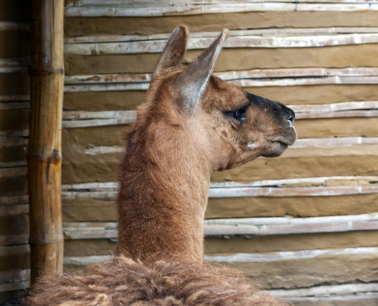 Rücken, Hals und Kopf eines Lamas von hinten. Der Kopf ist seitlich gedreht, so daß man ein Auge, Nase und Maul erkennen kann. Im Hintergrund eine Wand aus Bambus und Lehm.