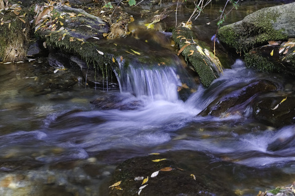 Water flows between rocks in a stream. Autumn leaves have fallen and dot around the sides of the stream