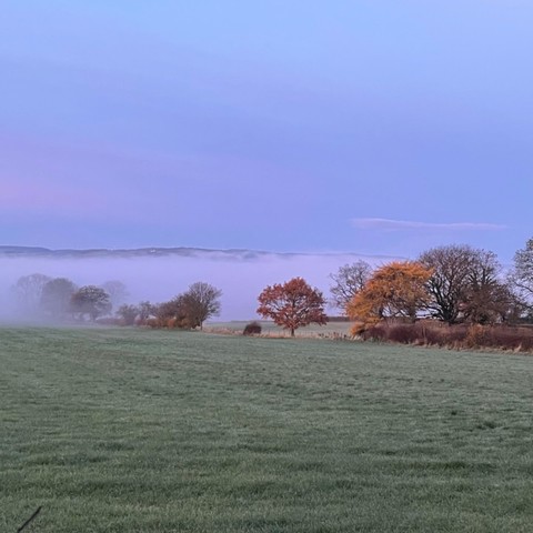 a frosty morning scene, grassy field in the foreground, the golden leaved trees, and behind them misty and sky coloured blue-lavender
