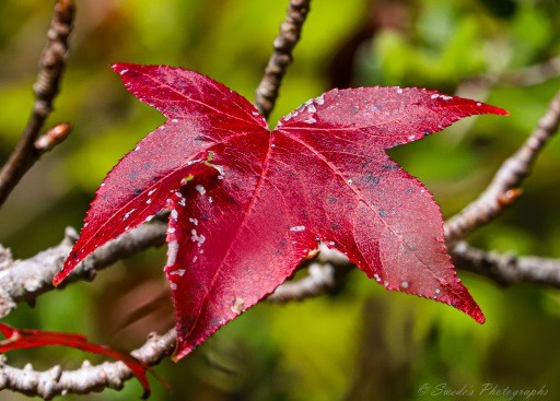 This is a close up of a autumn red sweetgum leaf. Sweet gum leaves have the shape of a five-point star.