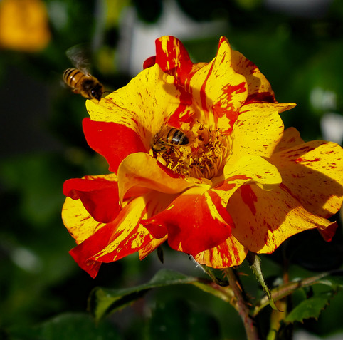 Two on One 
two bees on a yellow and red rose