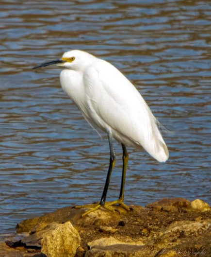 This egret stands, facing left, on the edge of some almost rust colored rock.  I think that the rock might be a small island in the pond. The egret's feathers are snow white and its long neck is drawn back onto its body.  It has a long black beak that bows downwards. Yellow skin is visible around the base of its beak and its yellow eyes.  It has long black legs and its lower legs are twice as long as its upper legs. Its feet consist of four slender yellow toes, two forward and one back. The talons at the ends of the toes are black.

"These are medium-sized herons with long, thin legs and long, slender, bills. Their long, thin neck sets the small head well away from the body. Adult Snowy Egrets are all white with a black bill, black legs, and yellow feet. They have a patch of yellow skin at the base of the bill. Immature Snowy Egrets have duller, greenish legs" - allaboutbirds.org.