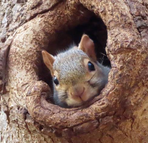 gray squirrel peeking out of tree