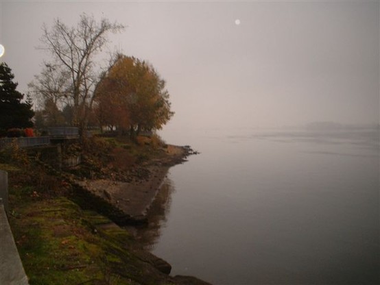 A cold misty night on the banks of a river, lake, or island, with trees and shrubs silhouetted against the lighter sky.