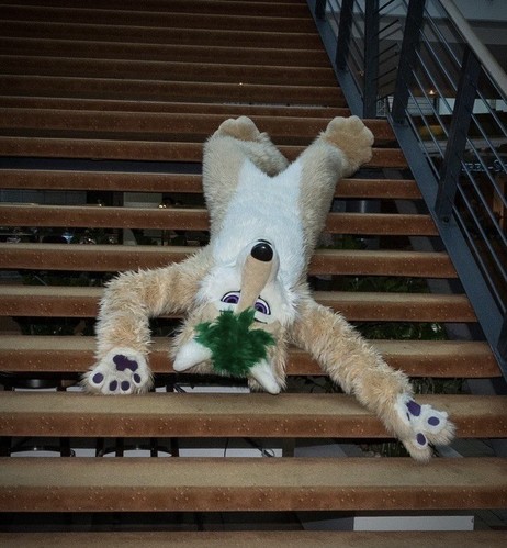 Husky fursuiter laying on stairs