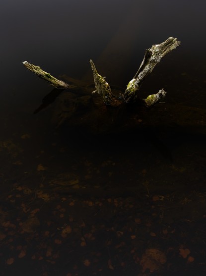 Four remains of tree roots sticking out of calm black water.