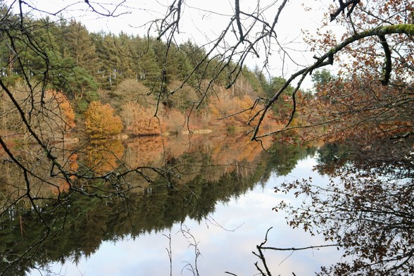 View across mirror-still water. Deciduous trees in their autumn colours line the far bank, with conifers behind. Bare branches in the foreground frame the picture.