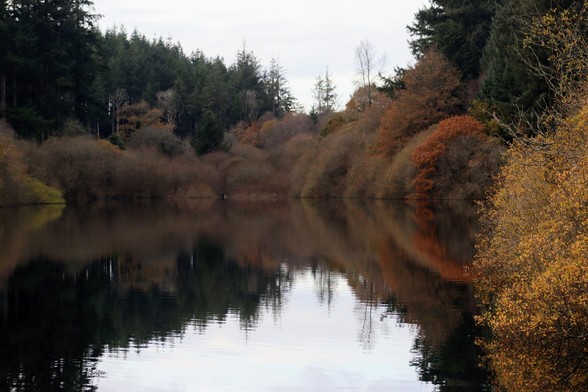 View over mirror-still water reflecting deciduous trees in their autumn colours with conifers behind.