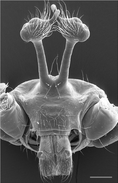 Cabeza de araña con dos prolongaciones en el centro, que se engrosan al final. Este extremo es peludo y tienen una especie de gancho medial. En la base de las prolongaciones, hay dos ojos diminutos.