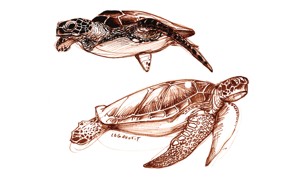 a drawing of two sea turtles done in shades of brown ink